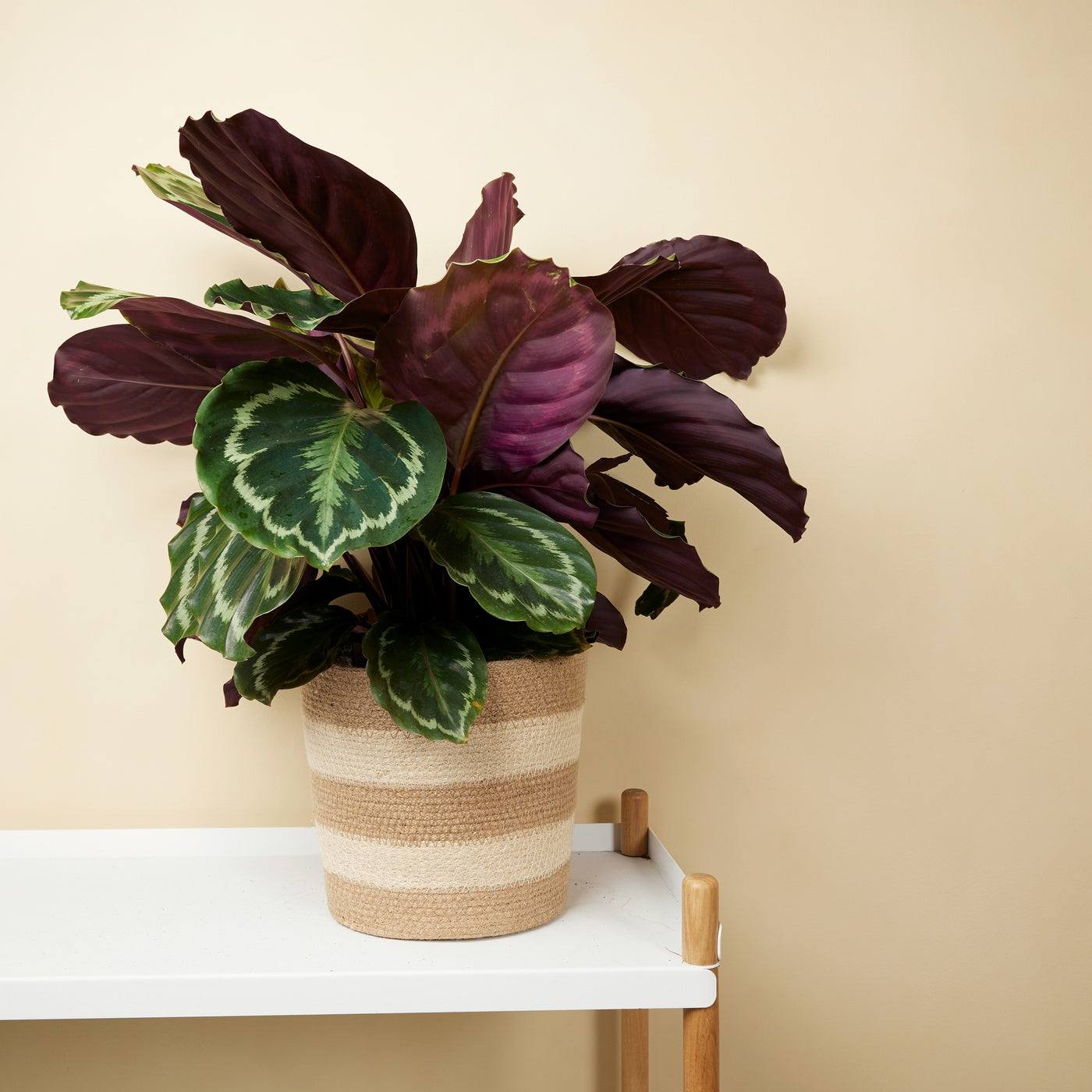 Calathéa Médaillon – Plante D'Intérieur