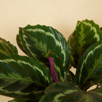 Calathéa Médaillon – Plante D'Intérieur