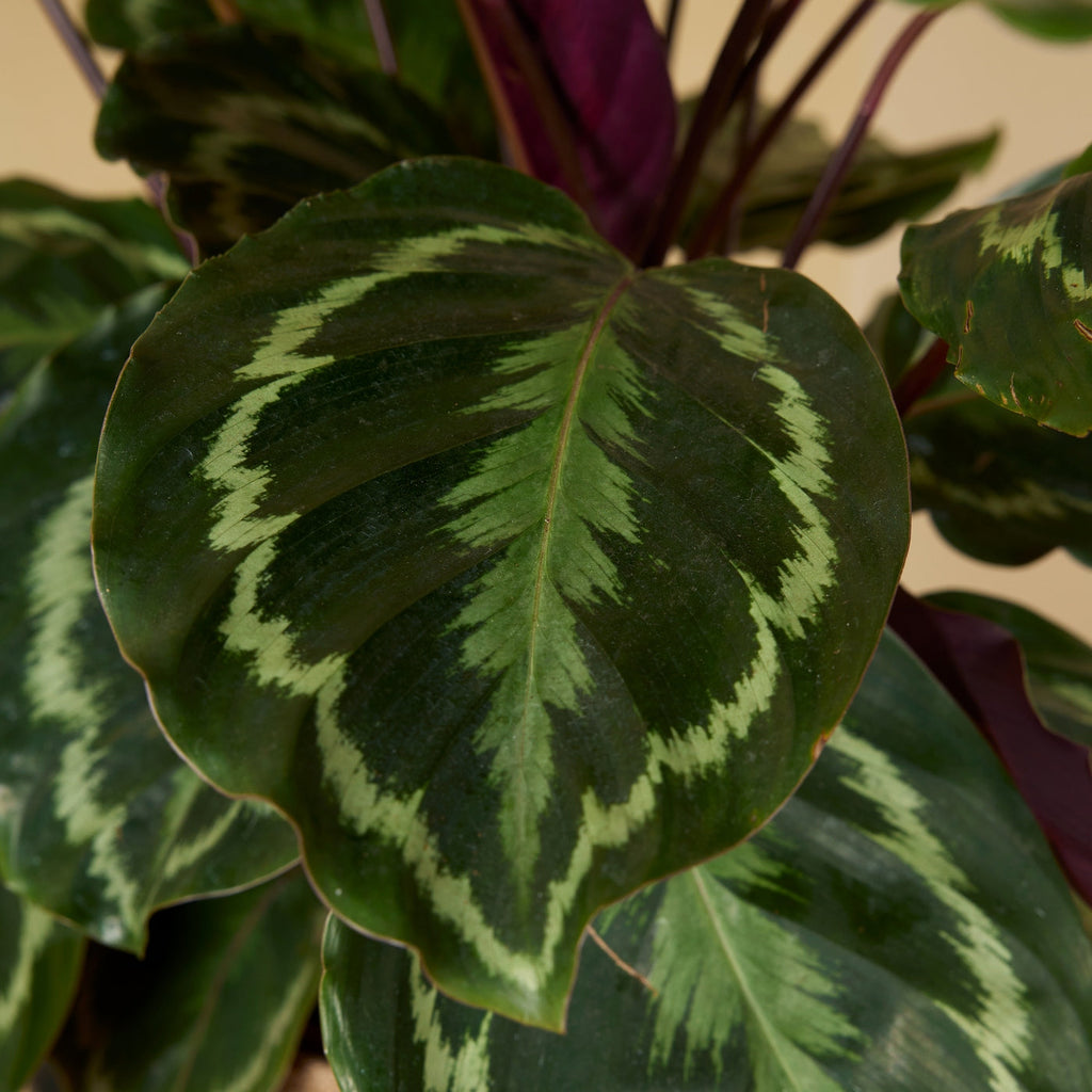 Calathéa Médaillon – Plante D'Intérieur