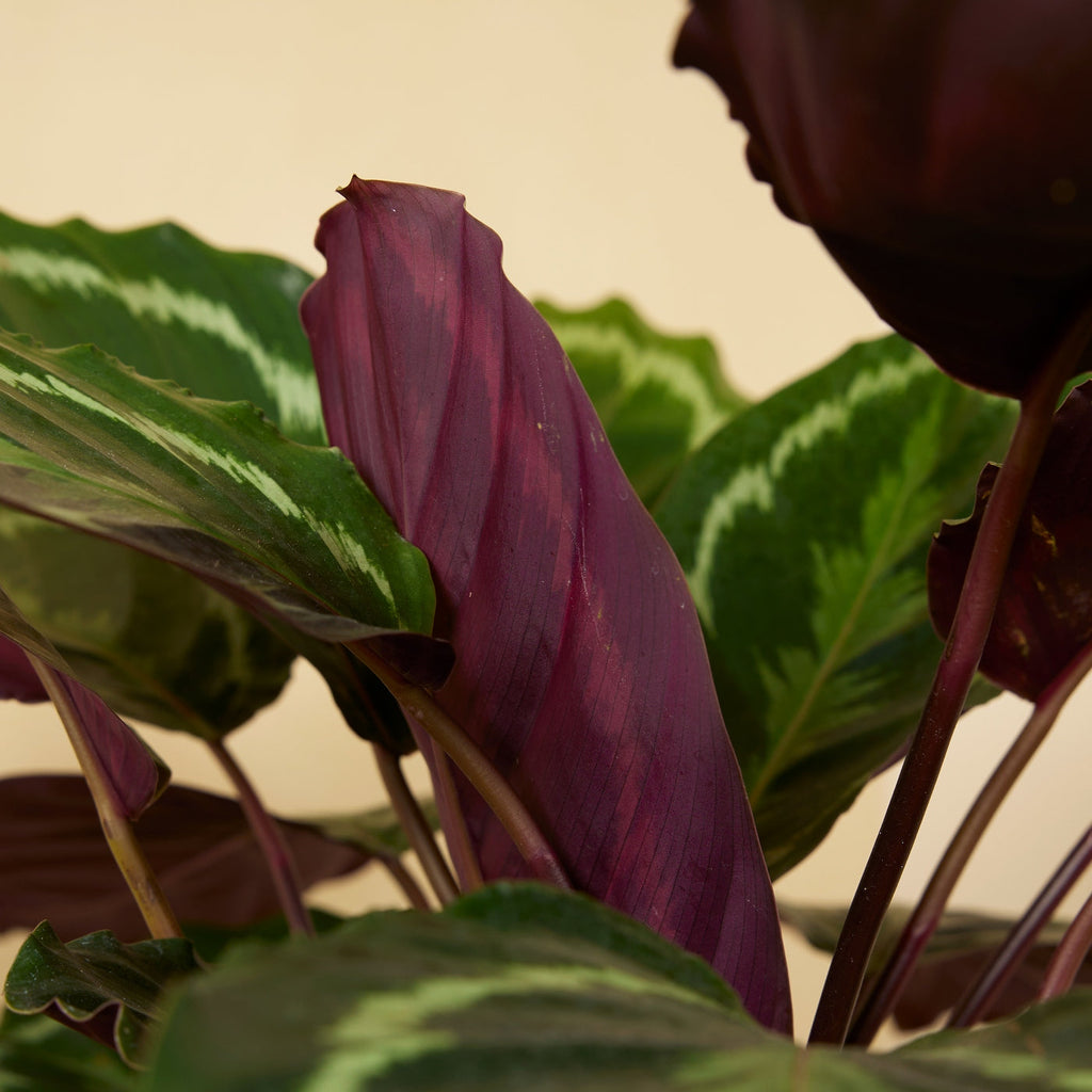 Calathéa Médaillon – Plante D'Intérieur