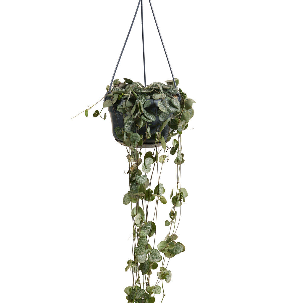 Céropégie De Woodii – Plante D'Intérieur