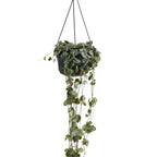 Céropégie De Woodii – Plante D'Intérieur