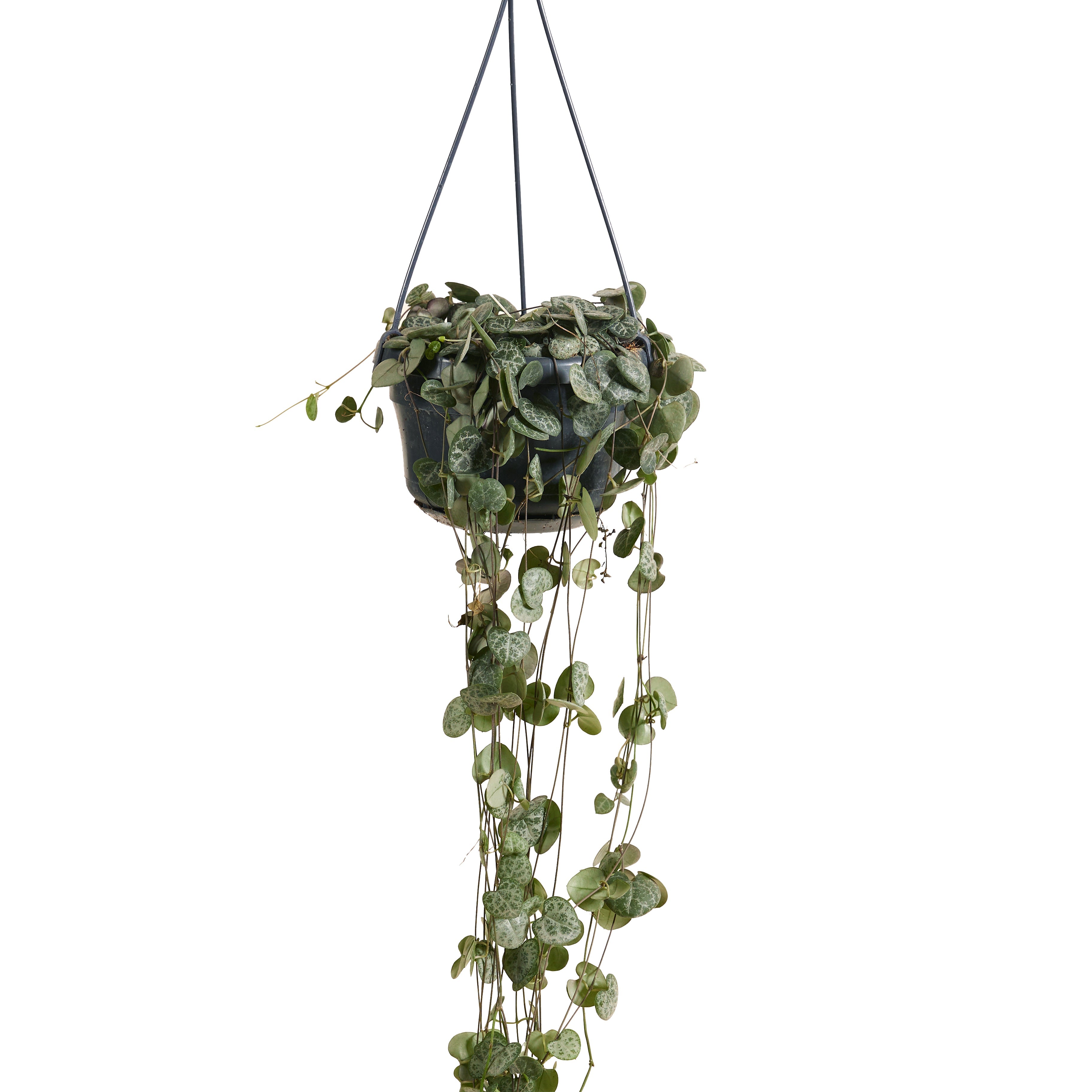 Céropégie De Woodii – Plante D'Intérieur