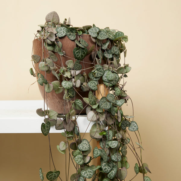 Céropégie De Woodii – Plante D'Intérieur