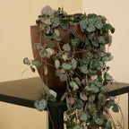 Céropégie De Woodii – Plante D'Intérieur
