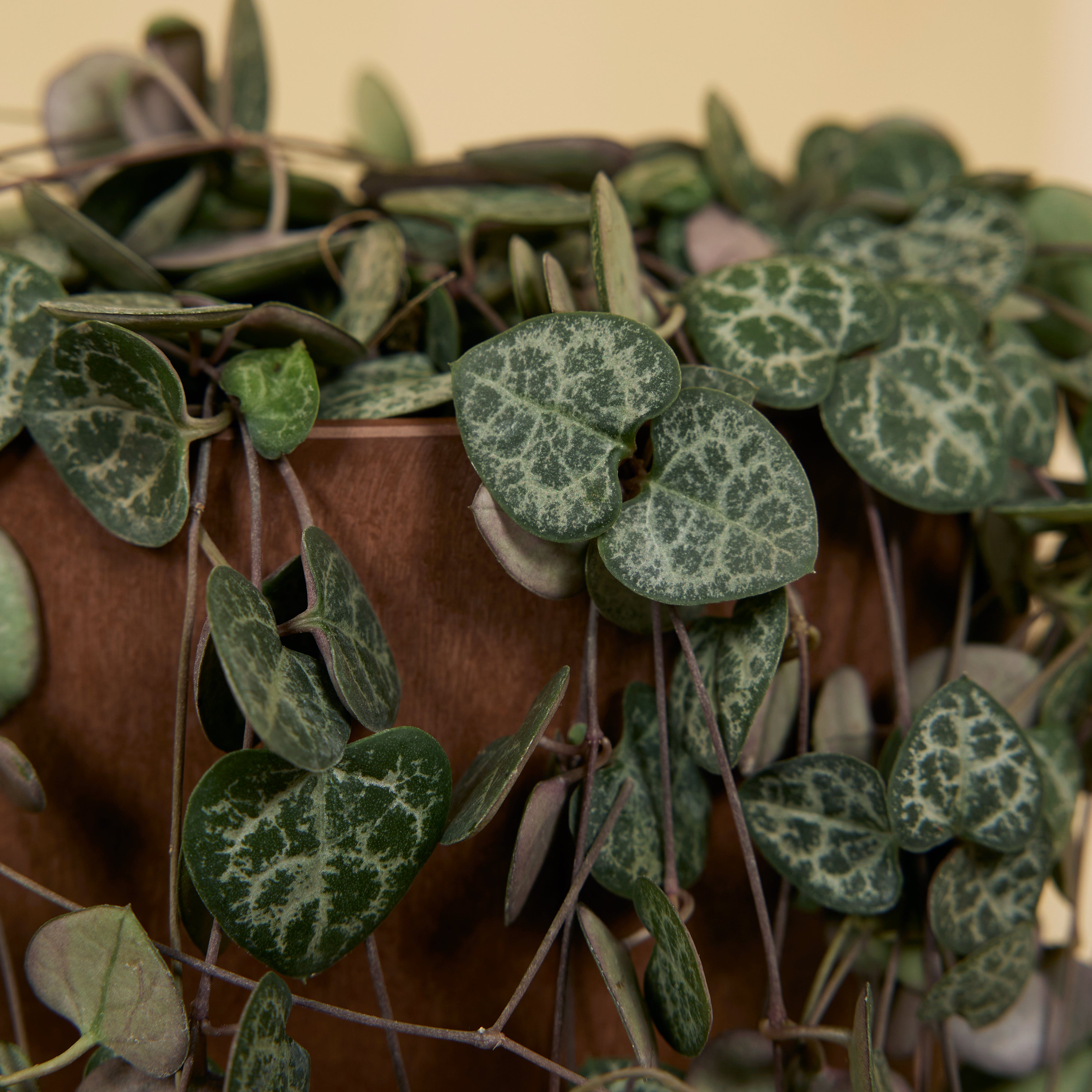 Céropégie De Woodii – Plante D'Intérieur