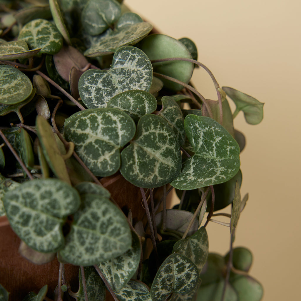 Céropégie De Woodii – Plante D'Intérieur