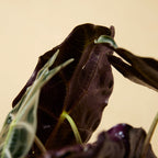 Alocasia Polly – Plante D'Intérieur