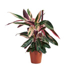 Calathéa Triostar – Plante D'Intérieur