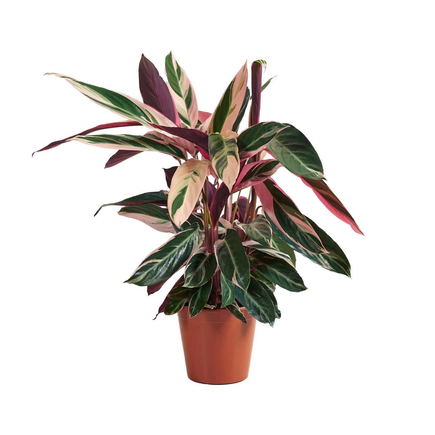 Calathéa Triostar – Plante D'Intérieur