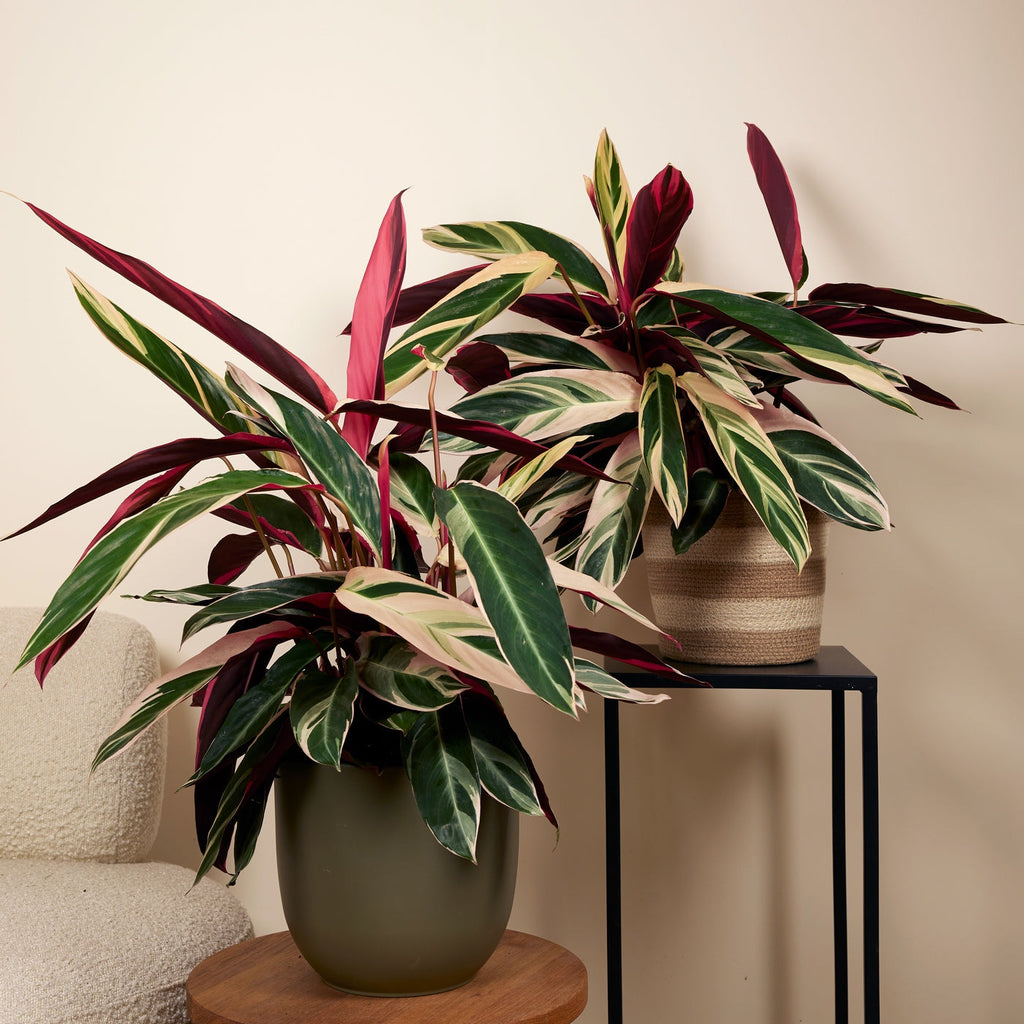 Calathéa Triostar – Plante D'Intérieur