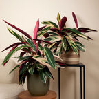 Calathéa Triostar – Plante D'Intérieur