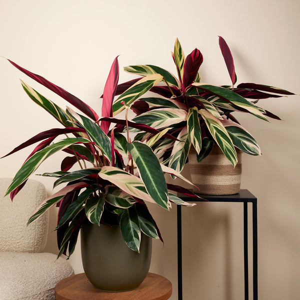 Calathéa Triostar – Plante D'Intérieur