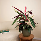 Calathéa Triostar – Plante D'Intérieur