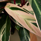 Calathéa Triostar – Plante D'Intérieur