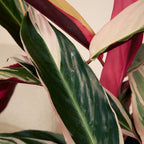 Calathéa Triostar – Plante D'Intérieur