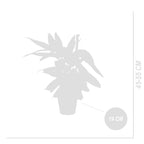 Calathéa Triostar – Plante D'Intérieur