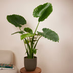 Alocasia Gageana California – Plante D'Intérieur