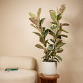 Ficus Tineke Xl – Plante D'Intérieur