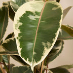 Ficus Tineke Xl – Plante D'Intérieur