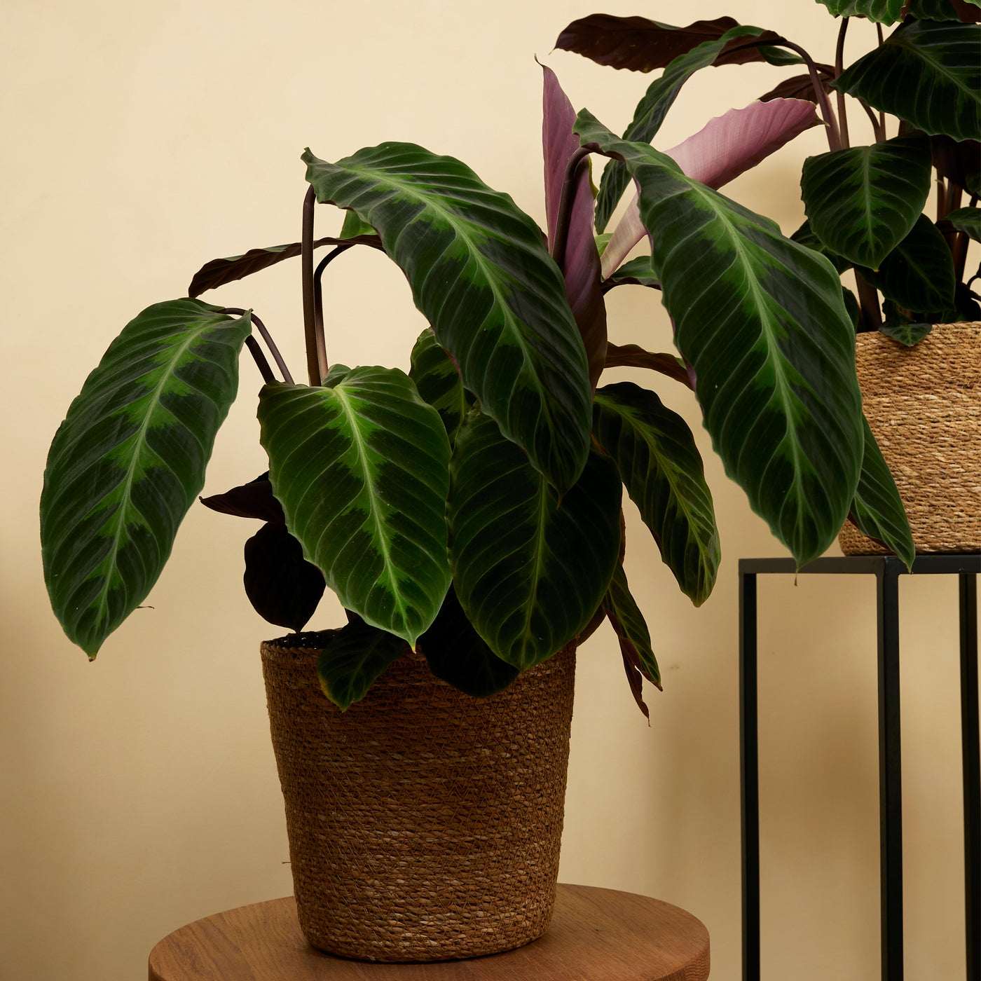 Calathéa Warscewiczii – Plante D'Intérieur