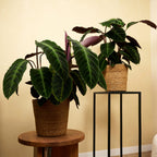 Calathéa Warscewiczii – Plante D'Intérieur