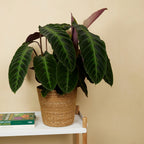 Calathéa Warscewiczii – Plante D'Intérieur