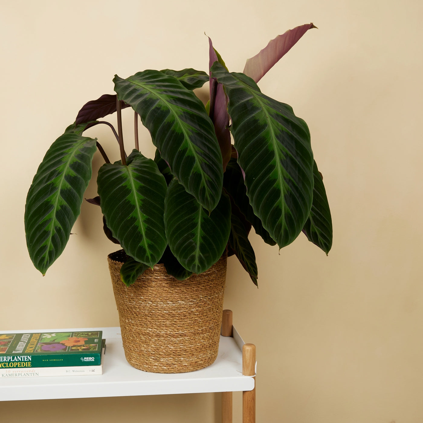 Calathéa Warscewiczii – Plante D'Intérieur