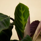 Calathéa Warscewiczii – Plante D'Intérieur