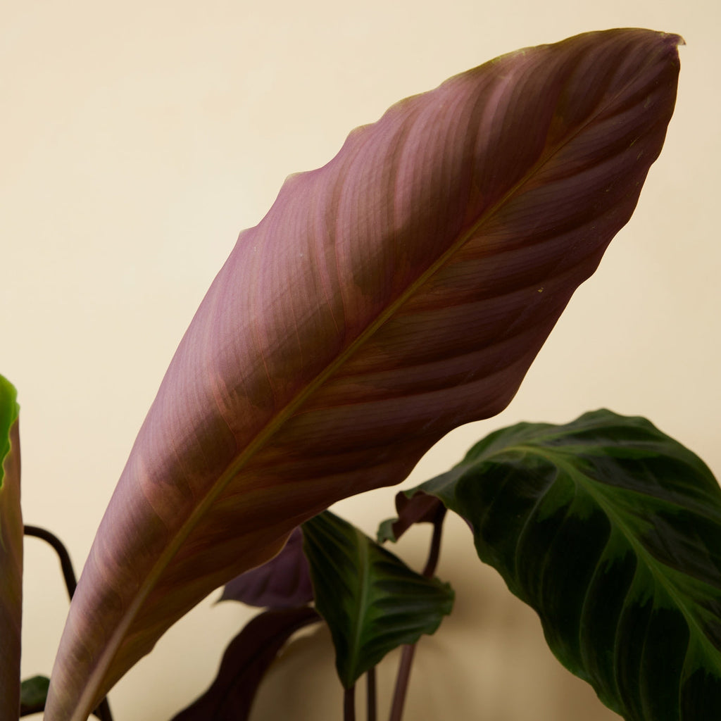 Calathéa Warscewiczii – Plante D'Intérieur