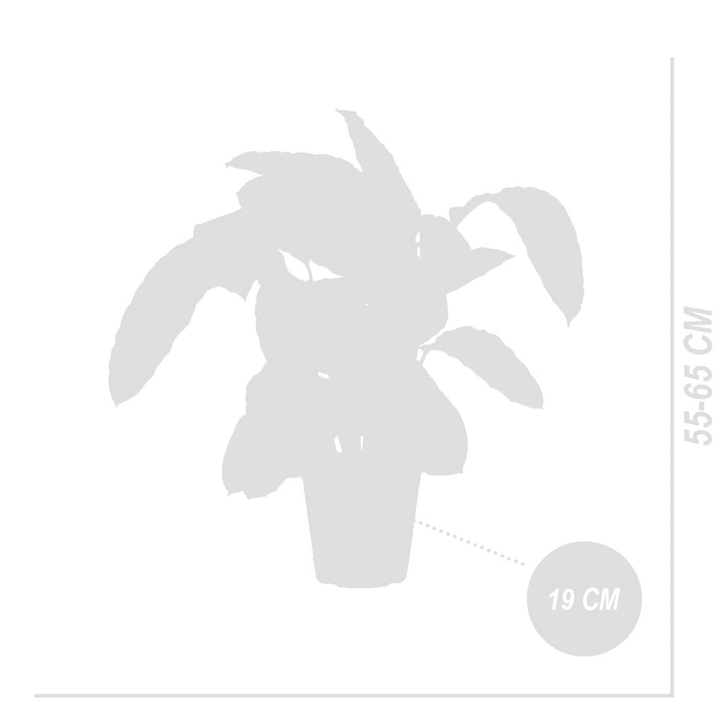 Calathéa Warscewiczii – Plante D'Intérieur
