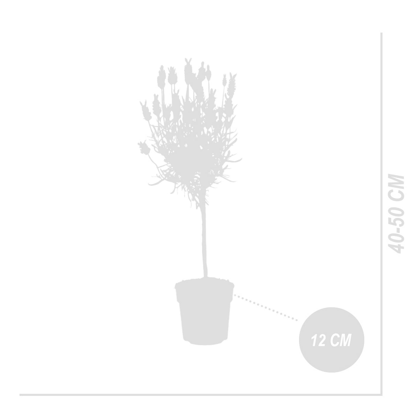 Lot De 2 Lavandes En Tige – Plante D'Extérieur