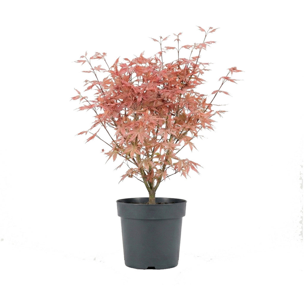 Érable Du Japon Acer Taylor – Plante D'Extérieur