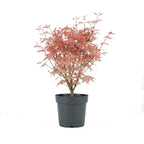 Érable Du Japon Acer Taylor – Plante D'Extérieur