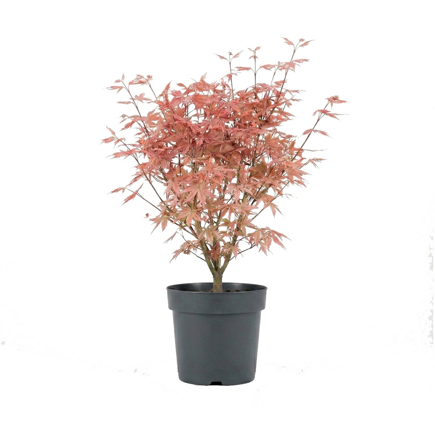 Érable Du Japon Acer Taylor – Plante D'Extérieur