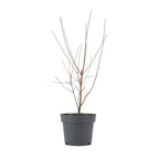 Érable Du Japon Acer Taylor – Plante D'Extérieur
