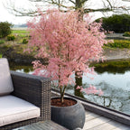 Érable Du Japon Acer Taylor – Plante D'Extérieur