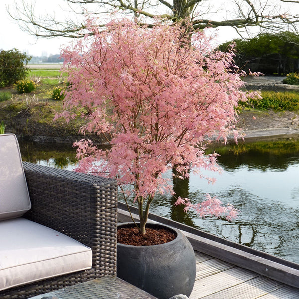 Érable Du Japon Acer Taylor – Plante D'Extérieur