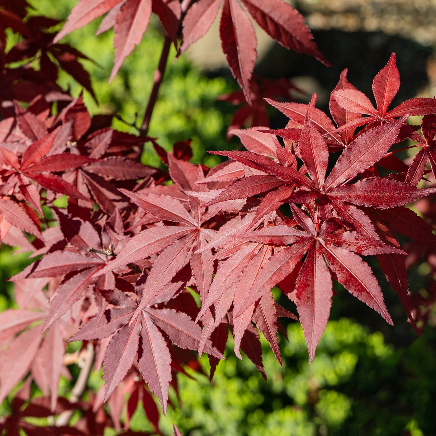 Érable Du Japon Acer Taylor – Plante D'Extérieur