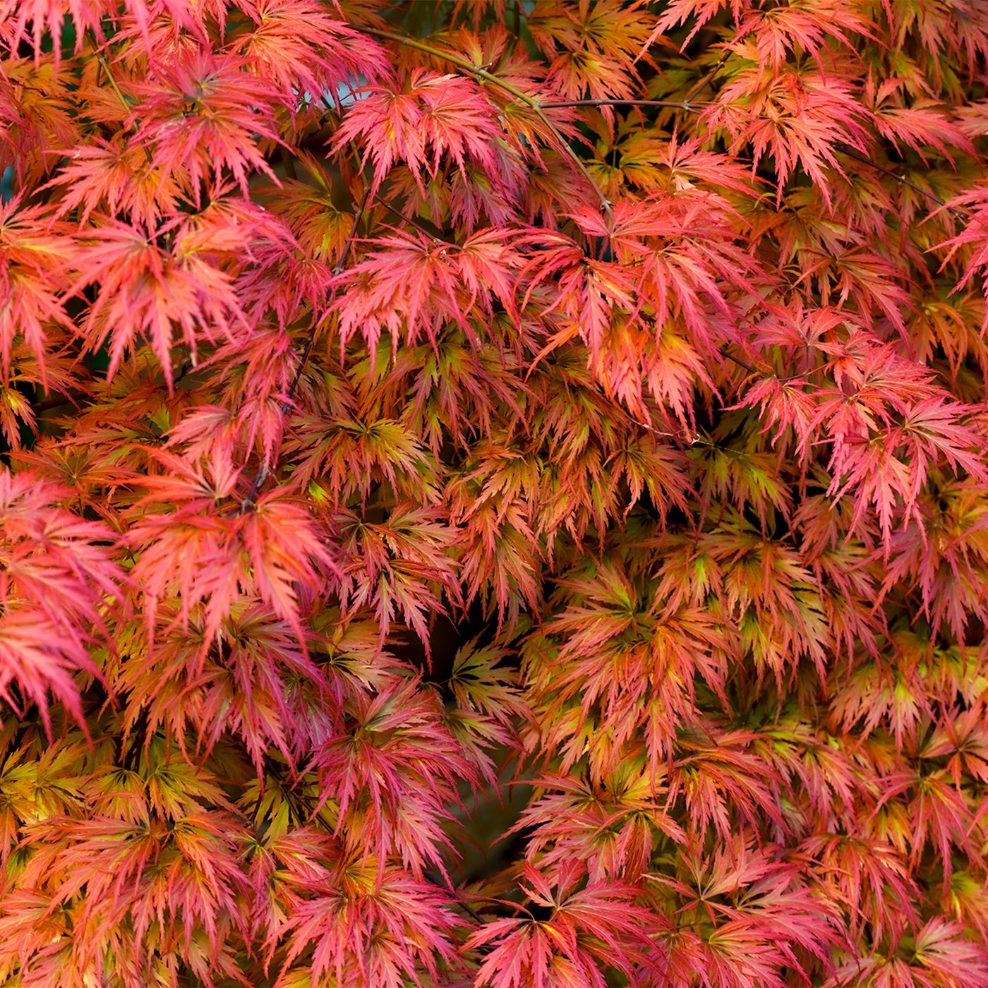 Érable Du Japon Acer Taylor – Plante D'Extérieur