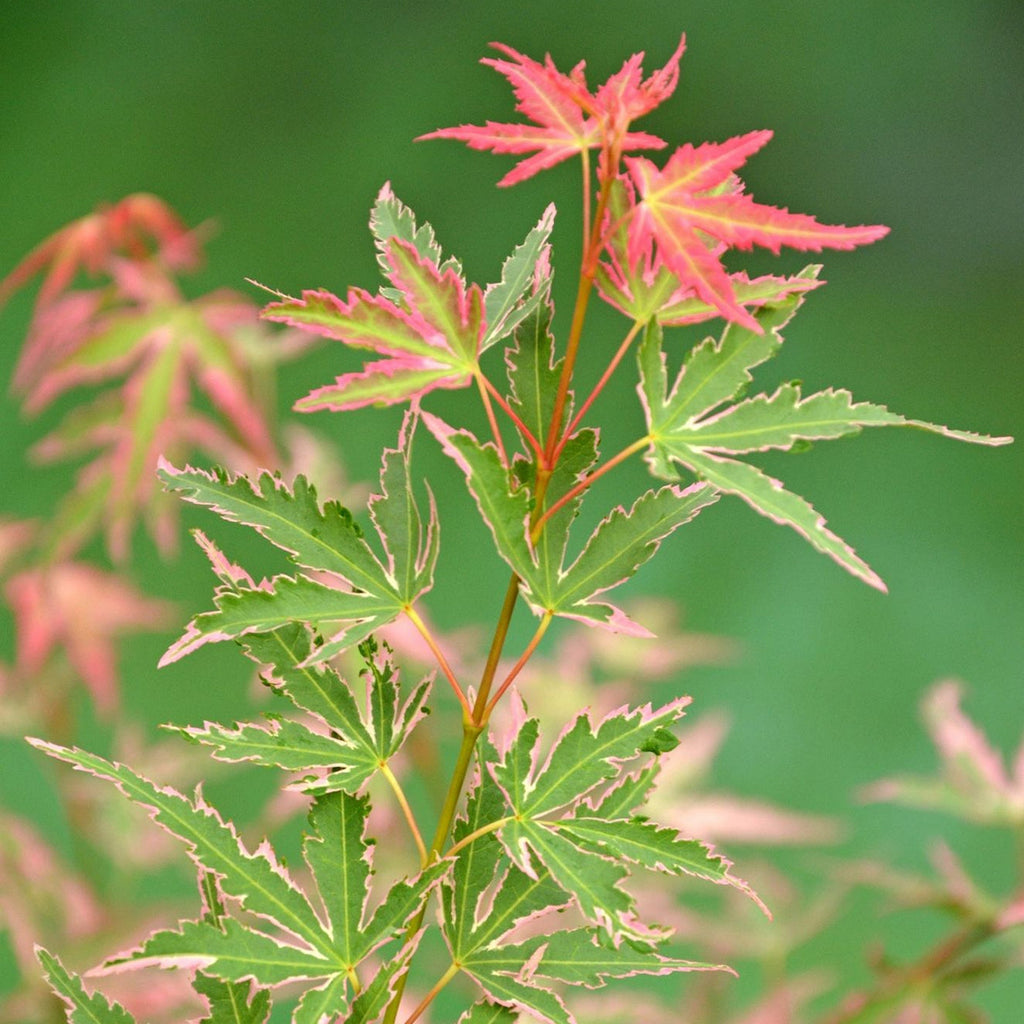 Érable Du Japon Acer Taylor – Plante D'Extérieur