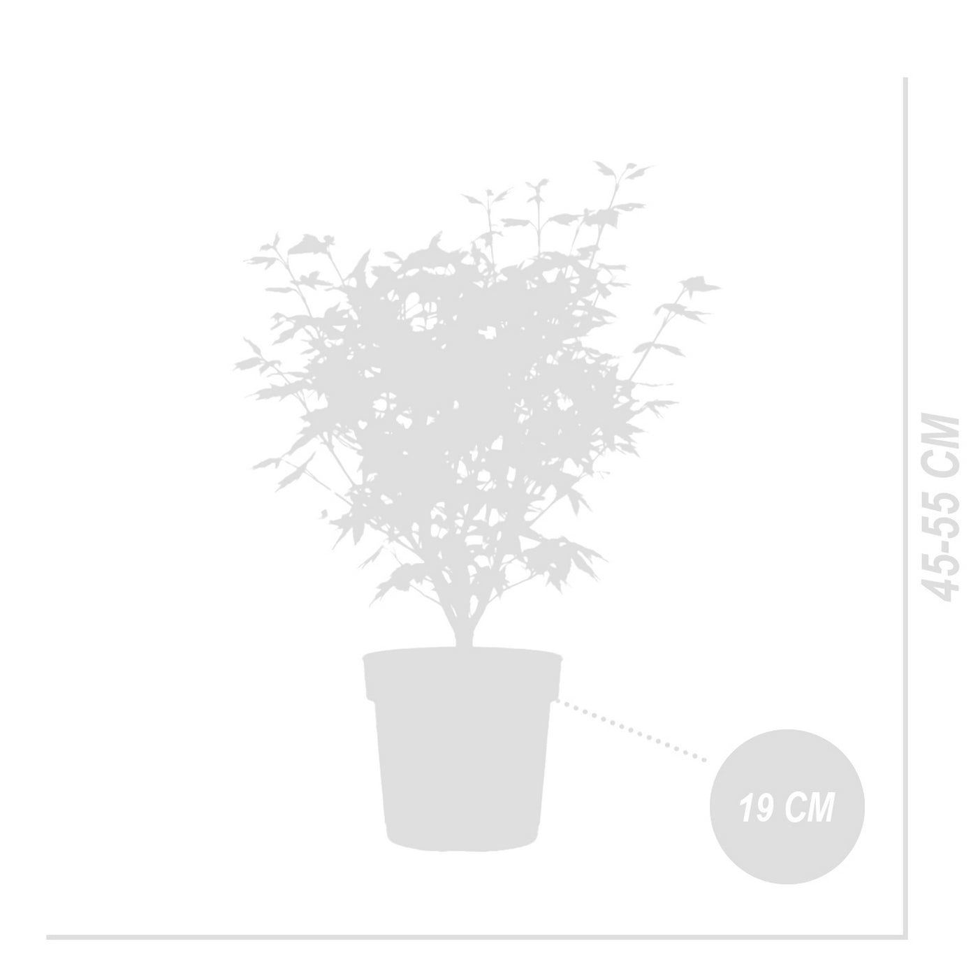 Érable Du Japon Acer Taylor – Plante D'Extérieur