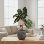 Alocasia Pink Dragon – Plante D'Intérieur
