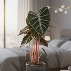 Alocasia Pink Dragon – Plante D'Intérieur