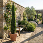 Cyprès – Plante D'Extérieur