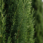 Cyprès – Plante D'Extérieur