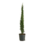 Cyprès – Plante D'Extérieur