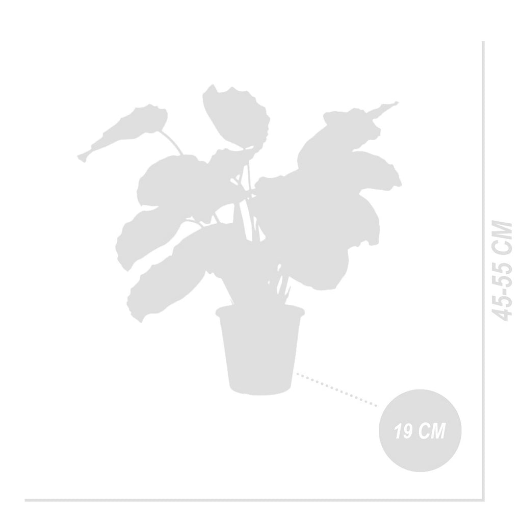 Calathéa Médaillon – Plante D'Intérieur