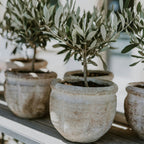 Lot De 2 Petits Oliviers – Plante D'Extérieur