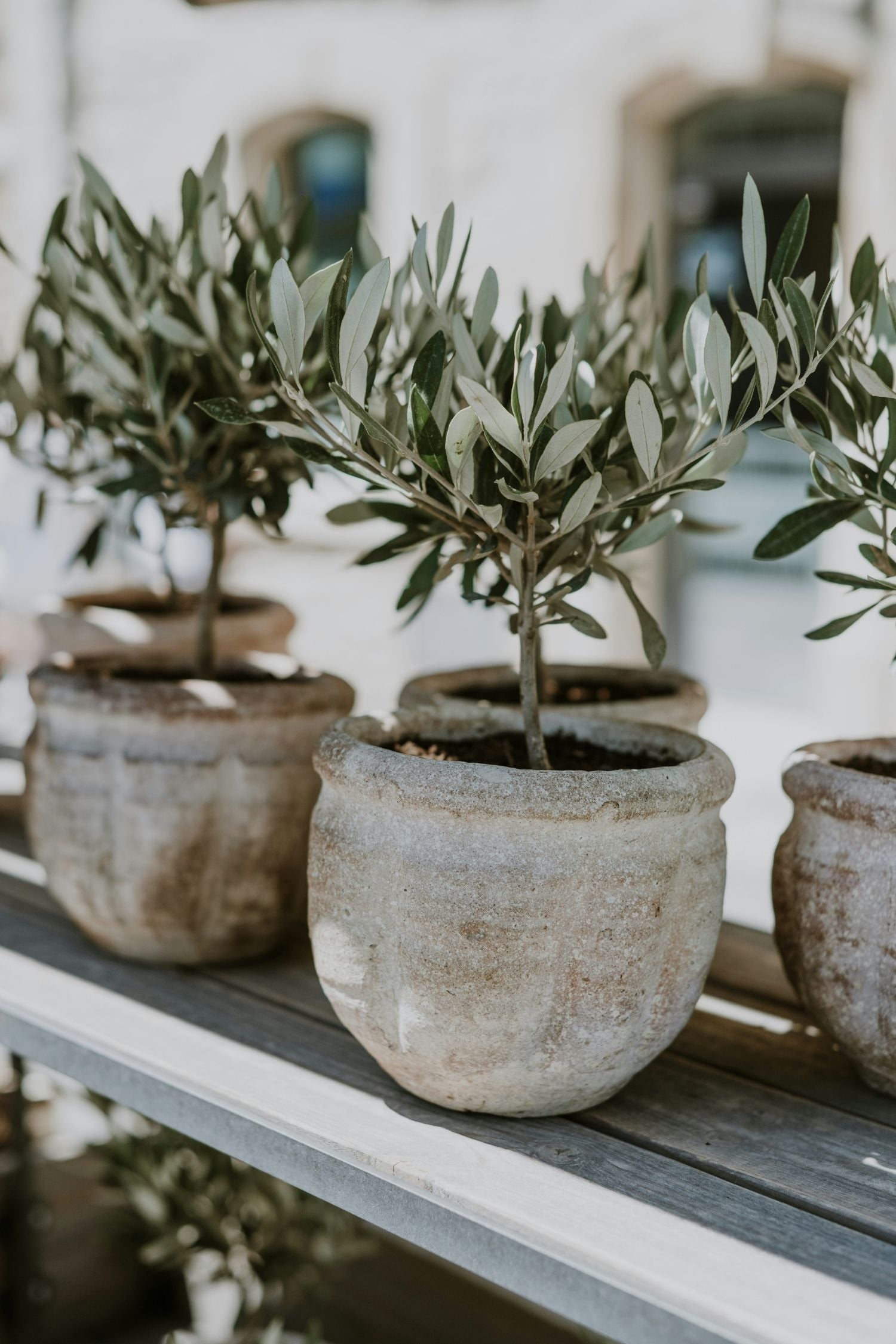 Lot De 2 Oliviers Sur Tige Avec Panier – Plante D’Extérieur